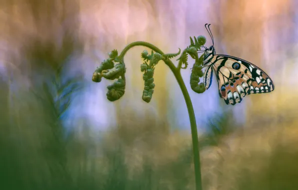 Picture background, butterfly, insect, fern, Wallpaper from lolita777