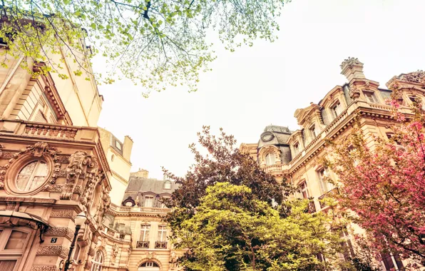 Picture trees, nature, the city, France, Paris, building, home, spring