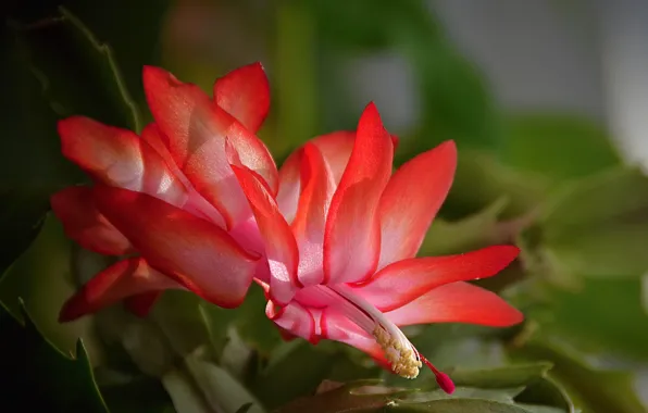 Picture Bokeh, Red flowers, Red flowers