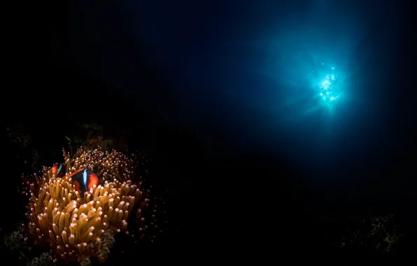 Light, fish, under water, anemones