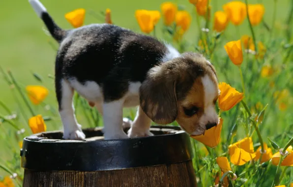 Puppy, barrel, flowers.