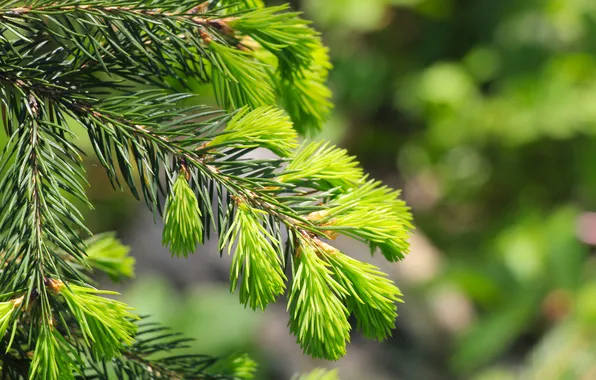 Green, spring, pine, twig