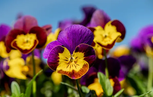 Bright, Pansy, viola