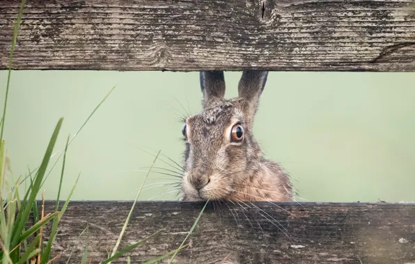 Picture nature, the fence, hare