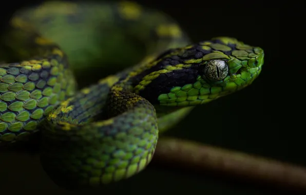 Look, face, the dark background, snake, scales, green, bitches, reptile