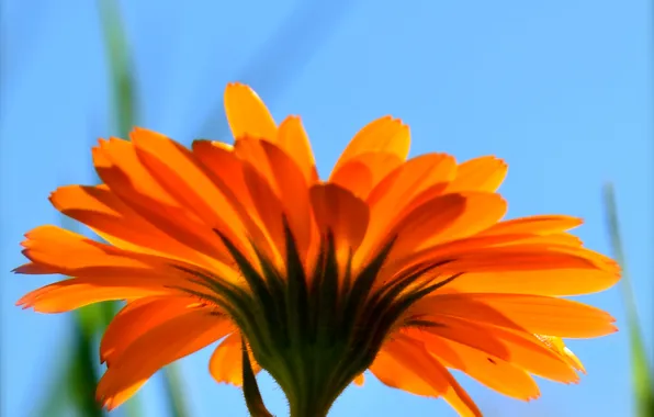 Picture the sky, grass, flowers, nature, petals