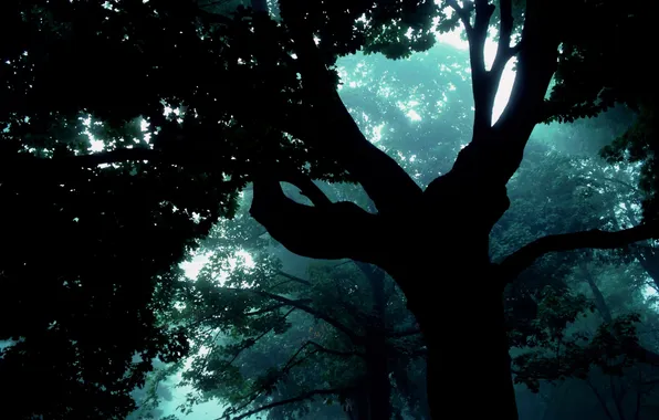 Forest, fog, Tree
