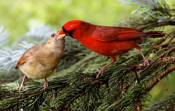 Forest, branches, bird, food, spruce, the situation
