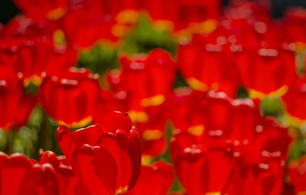 Nature, background, tulips