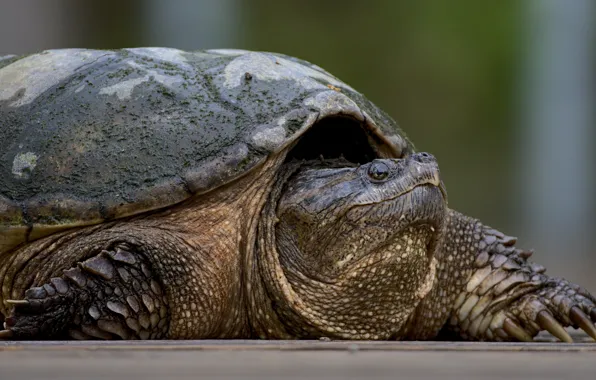 Look, close-up, turtle, portrait, large, shell