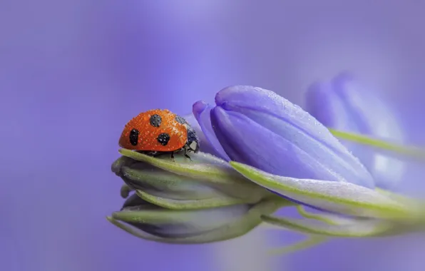 Flowers, ladybug, buds, lilac, bokeh, drops of dew