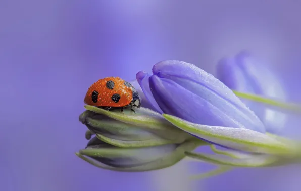 Picture flowers, ladybug, buds, lilac, bokeh, drops of dew