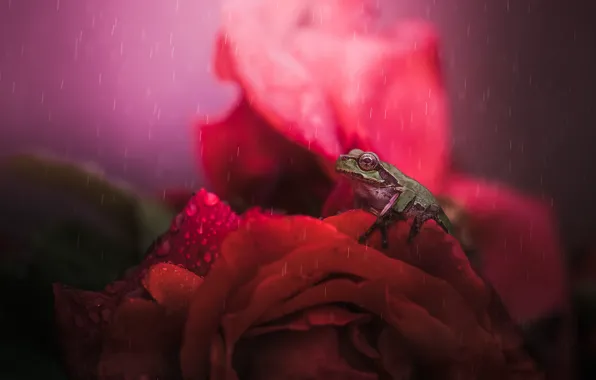Picture drops, macro, flowers, red, green, rain, frog, roses