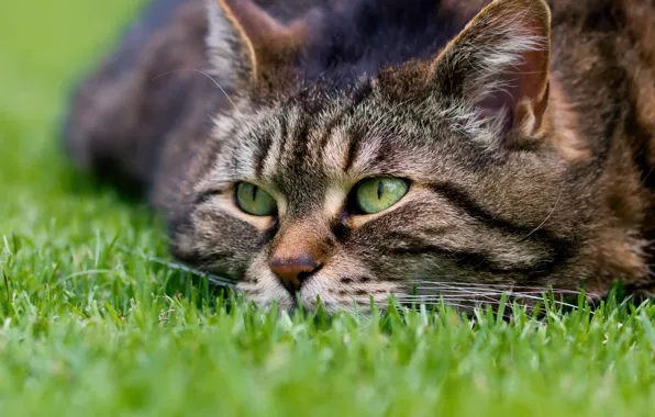 Cat, grass, cat, look, muzzle, Kote