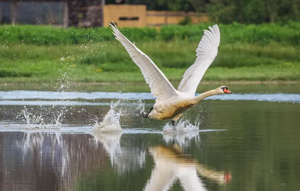 White, bird, shore, Swan, the rise, pond, stroke, wingspan