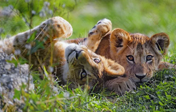 Picture grass, a couple, lion