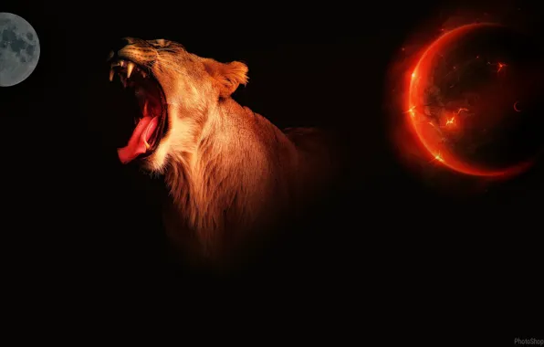 Photoshop, planet, predator, lioness