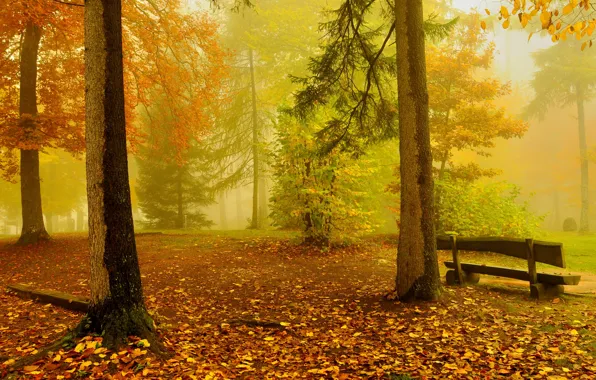 Picture autumn, forest, trees, bench, yellow, gold