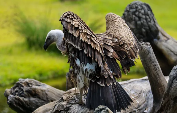 Nature, pose, background, tree, bird, wings, feathers, snag