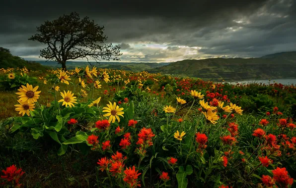 Flowers, mountains, tree, Oregon, Oregon, Columbia River Gorge, balsamorhiza, The Columbia river gorge