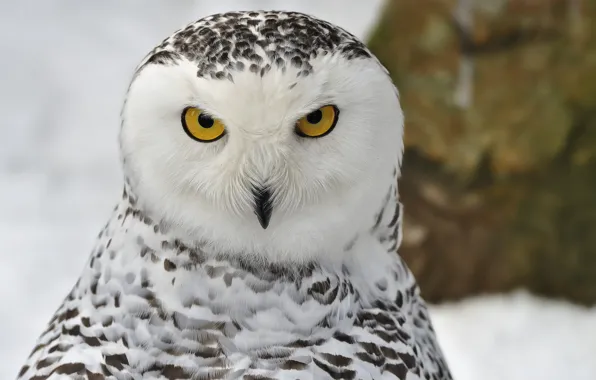 Picture winter, look, snow, bird, portrait, Snowy owl