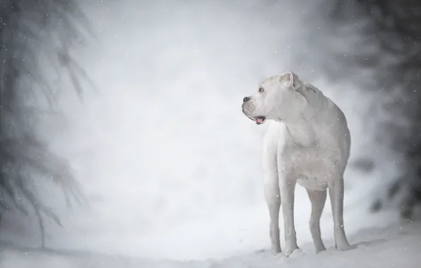 Winter, white, dog, bokeh, boxer
