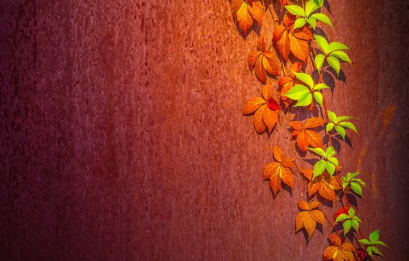 Picture leaves, background, wall