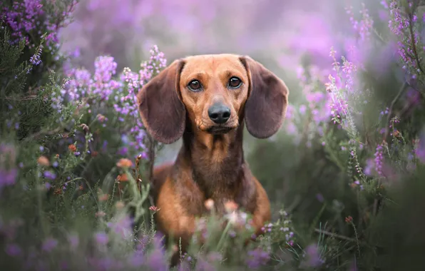 Picture look, face, flowers, dog, bokeh, Dachshund, Heather
