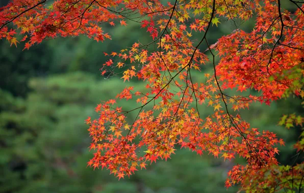 Autumn, leaves, branches, maple