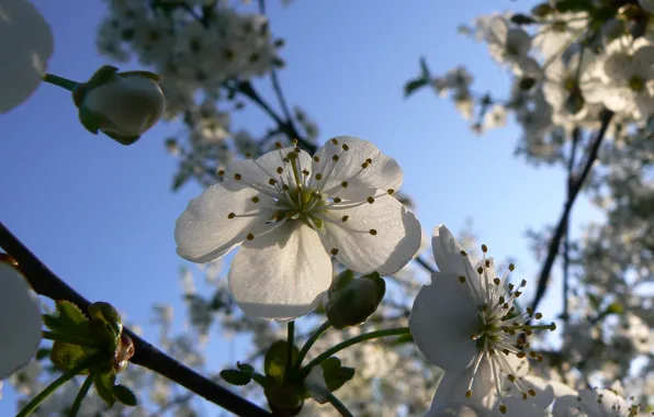 Picture the sky, macro, cherry, Belarus, cherry blossoms, my photo