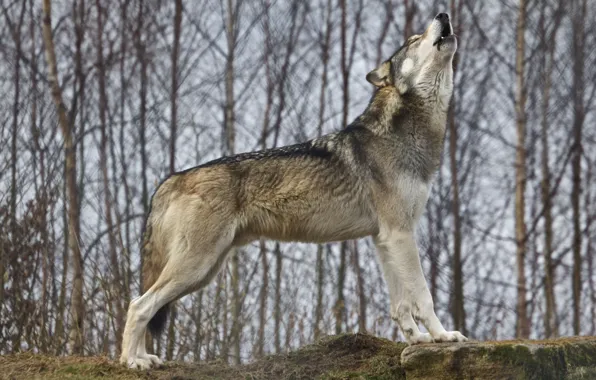 Picture nature, predator, animal, wolf, wildlife, Canis lupus., portrait., wolf-howling