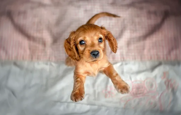 Picture animal, dog, puppy, cub, Cocker Spaniel, Ekaterina Kikot