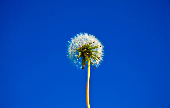 Flower, the sky, dandelion, stem
