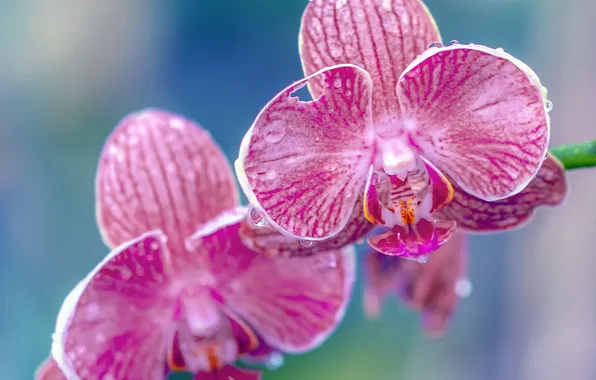 Drops, macro, petals, exotic, Orchid