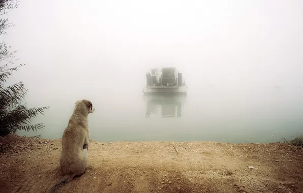 River, dog, ferry