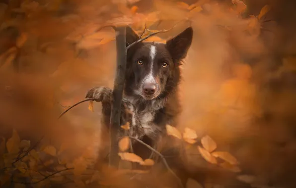 Autumn, look, leaves, tree, dog, bokeh, The border collie