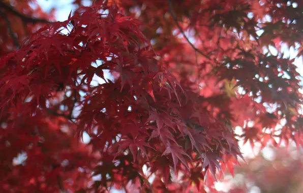 Picture leaves, macro, Tree, blur, red, maple