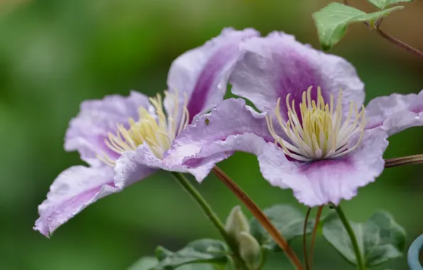 Flower, summer, macro, flowering, clematis