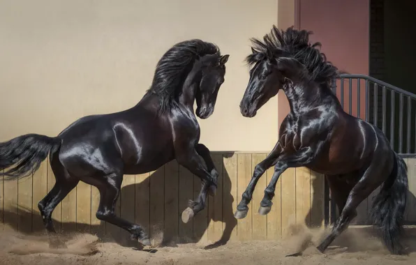 Sand, look, light, pose, wall, horses, dust, horse