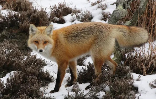 Picture winter, snow, Fox