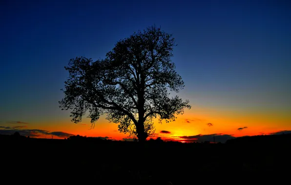 The sky, sunset, tree, silhouette, glow