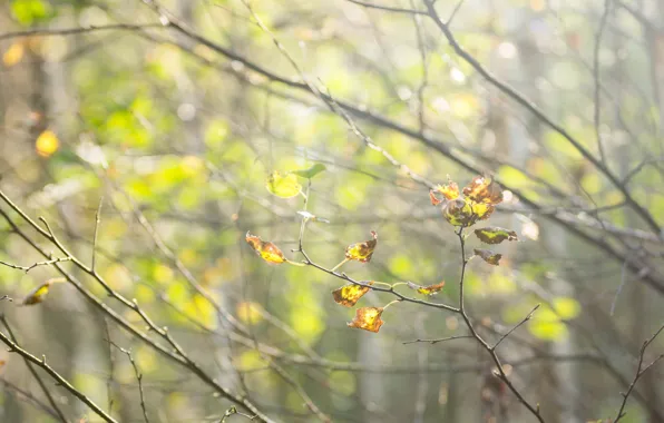 Autumn, forest, leaves, macro, trees, foliage, autumn forest, early autumn