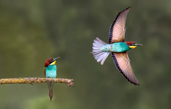 Picture birds, background, branch, flight, bee-eaters