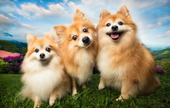 Dogs, look, nature, pose, friends, faces
