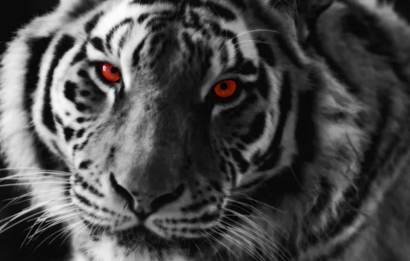 Eyes, look, tiger, predator