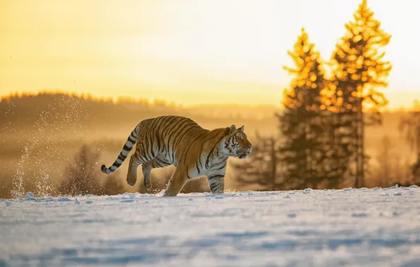 Picture winter, field, forest, light, snow, tiger, running, walk
