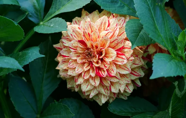 Flower, leaves, macro, background, orange, petals, garden, striped