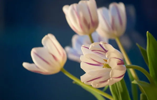 Background, tulips, buds