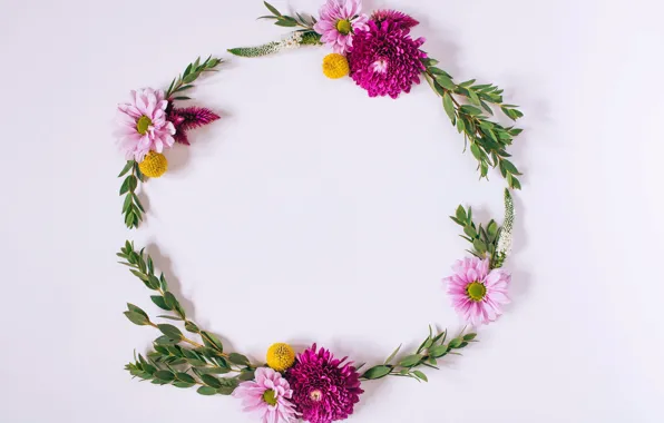 Flowers, chrysanthemum, pink, flowers, background, frame, floral