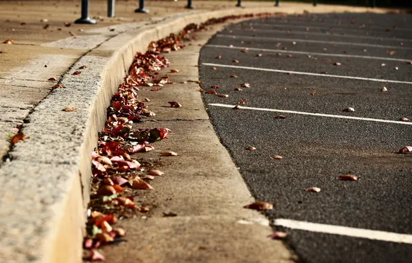 Macro, Photo, Autumn, Leaves, Asphalt, The sidewalk, Parking, Border